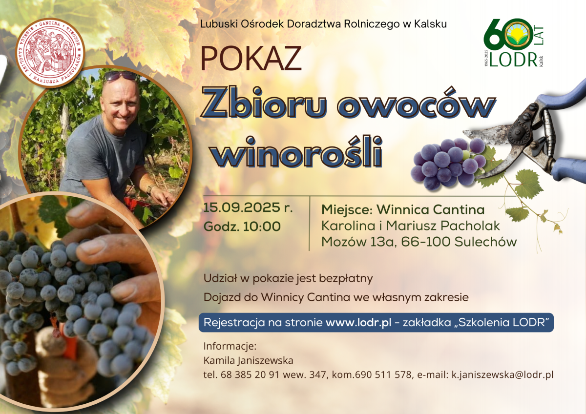 POKAZ Zbioru owoców winorośli