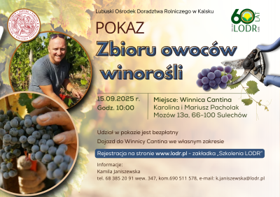 POKAZ Zbioru owoców  winorośli