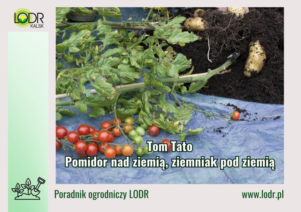 Pomidor nad ziemią, ziemniak pod ziemią. 