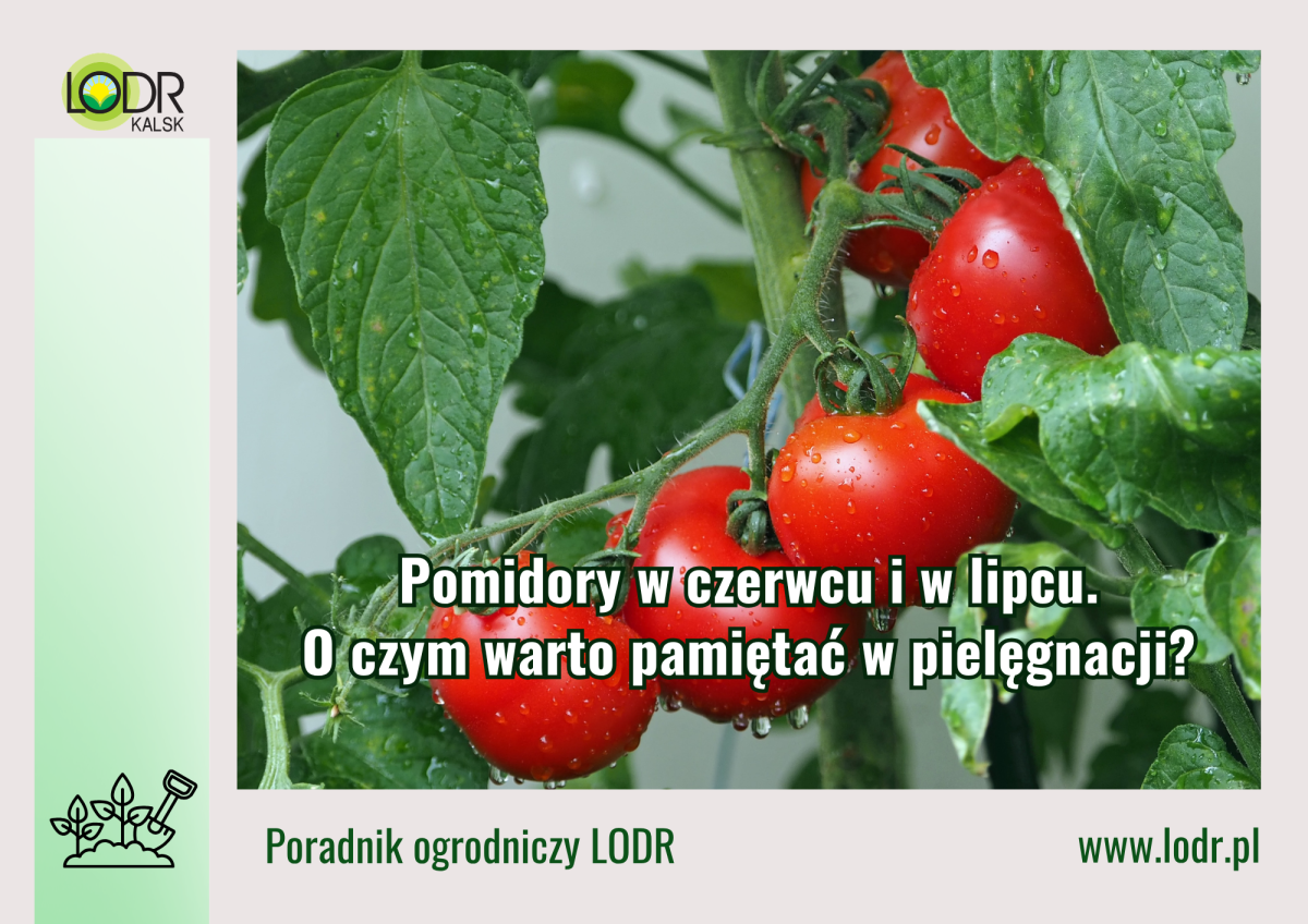 Pomidory w czerwcu i w lipcu. O czym warto pamiętać w pielęgnacji?