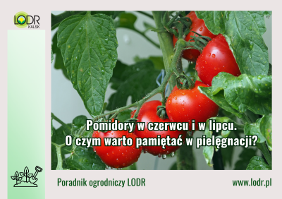 Pomidory w czerwcu i w lipcu. O czym warto pamiętać w pielęgnacji?