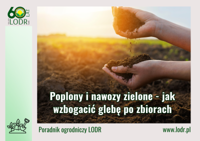 Poplony i nawozy zielone - jak wzbogacić glebę po zbiorach