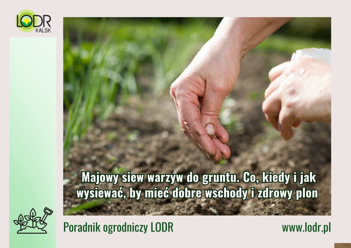 Poradnik Ogrodniczy - Majowy siew warzyw do gruntu