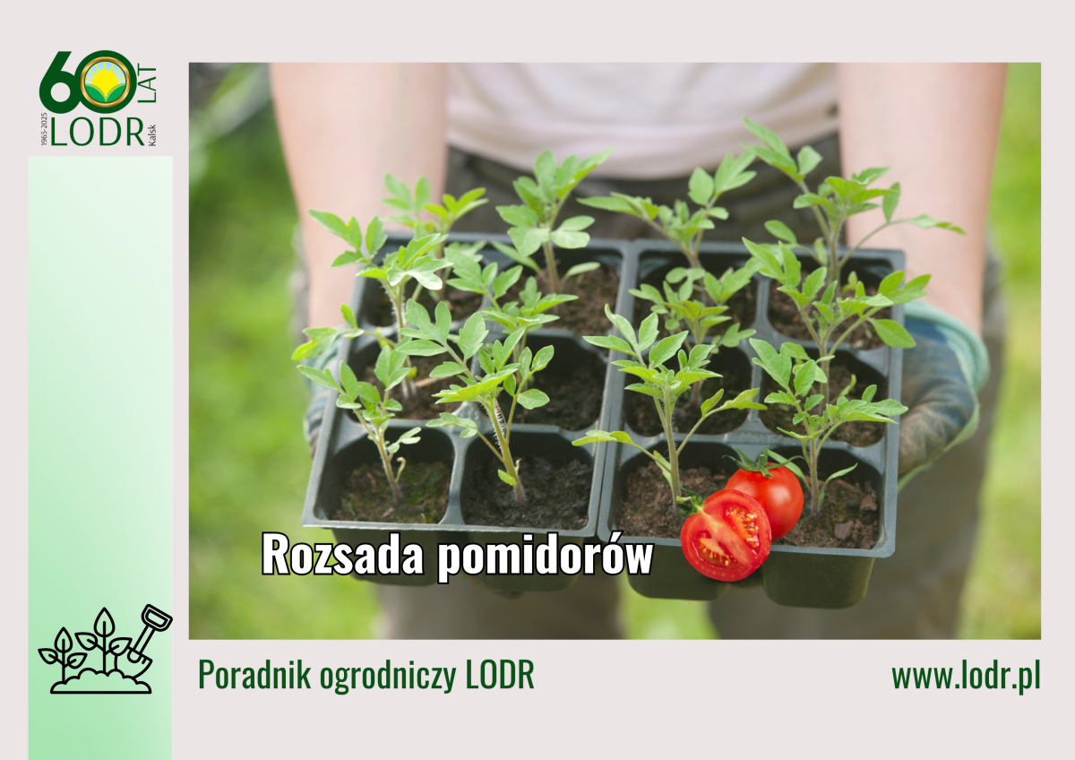 Poradnik ogrodniczy - Rozsada pomidorów
