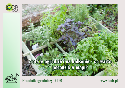 Poradnik ogrodniczy - Zioła w ogrodzie i na balkonie - co warto posadzić w maju?