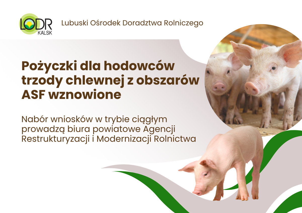 Pożyczki dla hodowców trzody chlewnej z obszarów ASF wznowione