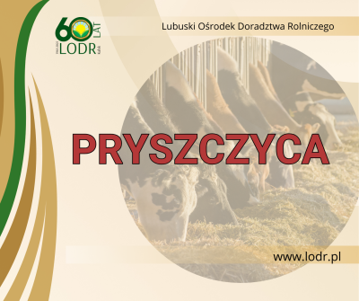 Pryszczyca