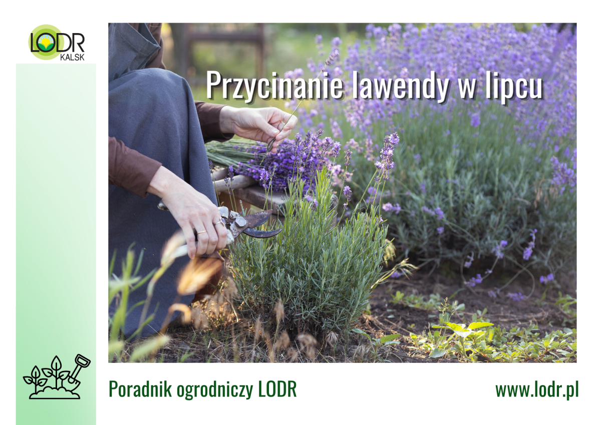 Przycinanie lawendy w lipcu.