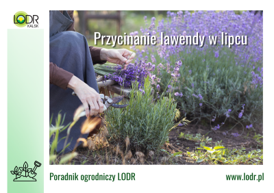 Przycinanie lawendy w lipcu.