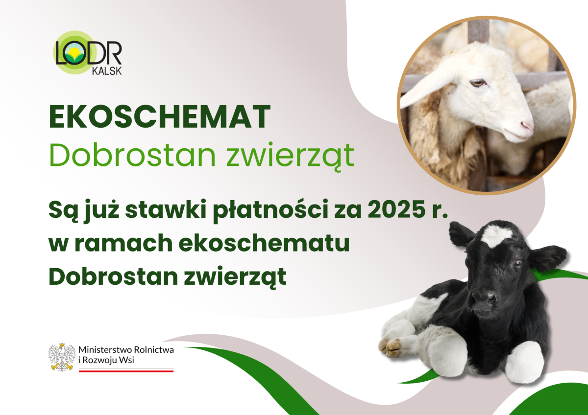 Są już stawki płatności za 2025 r. w ramach ekoschematu Dobrostan zwierząt