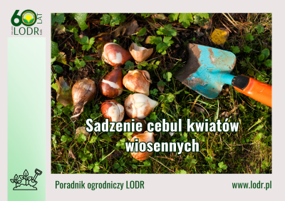 Sadzenie cebul kwiatów wiosennych
