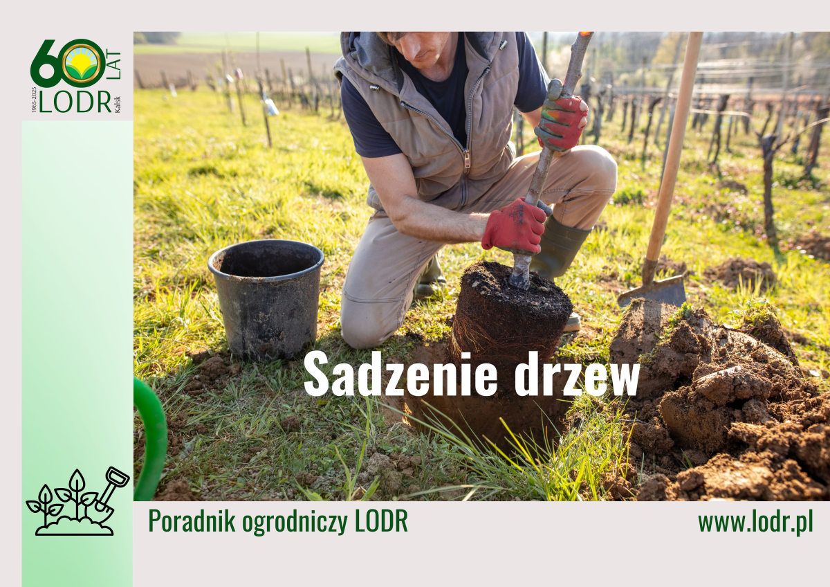 Sadzenie drzewek owocowych i ozdobnych
