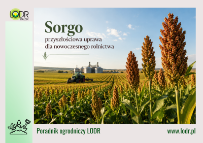 Sorgo – przyszłościowa uprawa dla nowoczesnego rolnictwa