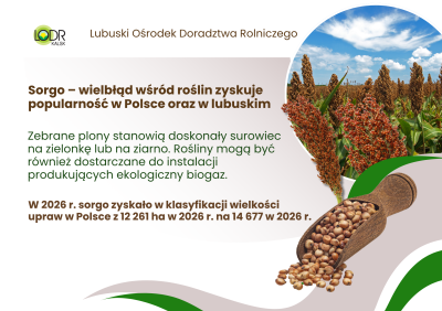Grafika LODR Kalsk