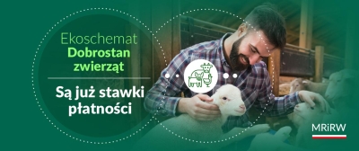 Stawki płatności w ramach ekoschematu Dobrostan zwierząt za 2024 r.