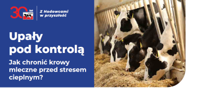 Stres cieplny u krów mlecznych