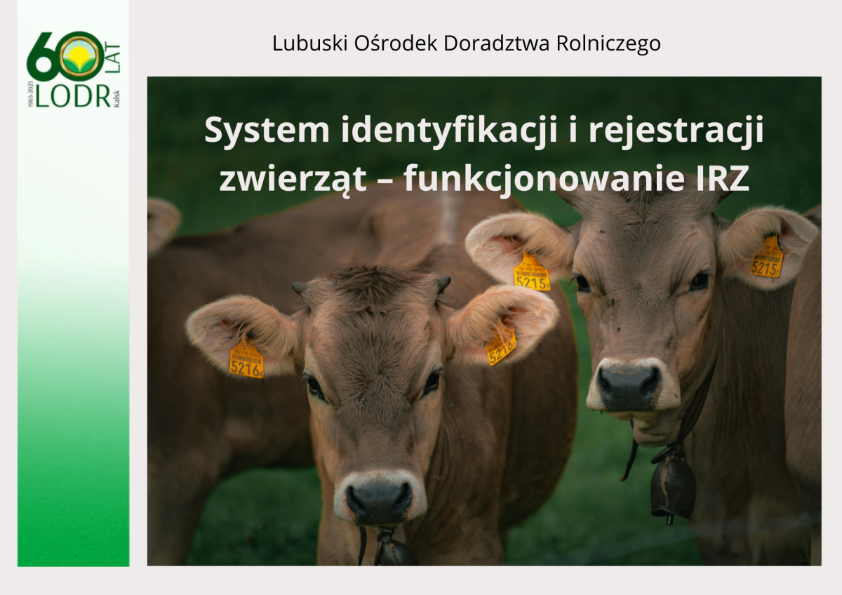 System identyfikacji i rejestracji zwierząt – funkcjonowanie IRZ