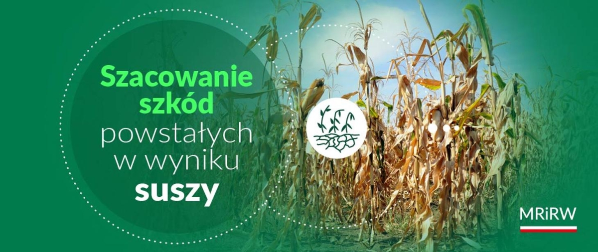 Szkody powstałe w wyniku suszy – pomoc dla producentów rolnych