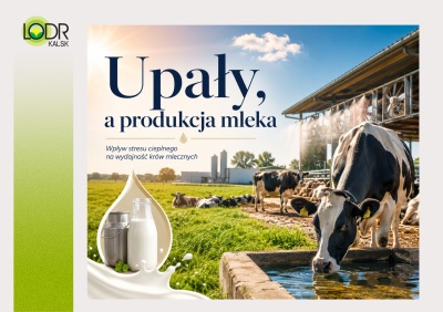 Upały, a produkcja mleka