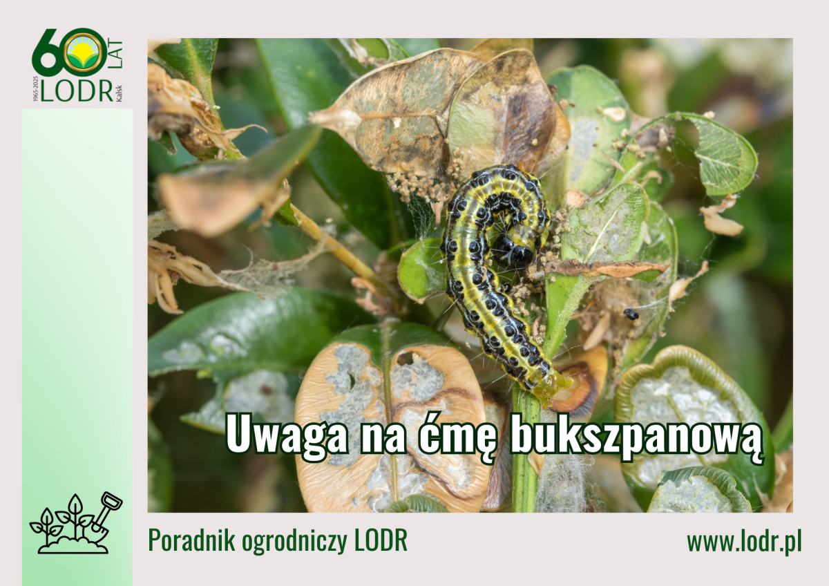 Uwaga na ćmę bukszpanową