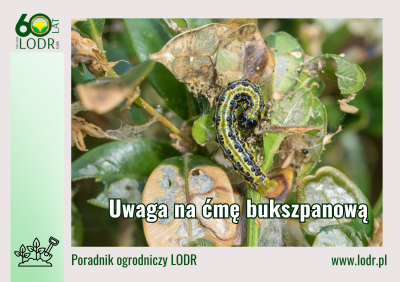 Uwaga na ćmę bukszpanową