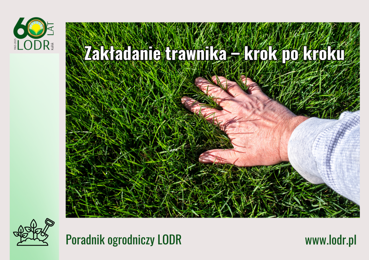 Zakładanie trawnika – krok po kroku