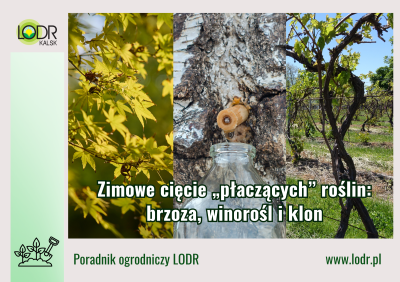 Zimowe cięcie „płaczących” roślin: brzoza, winorośl i klon