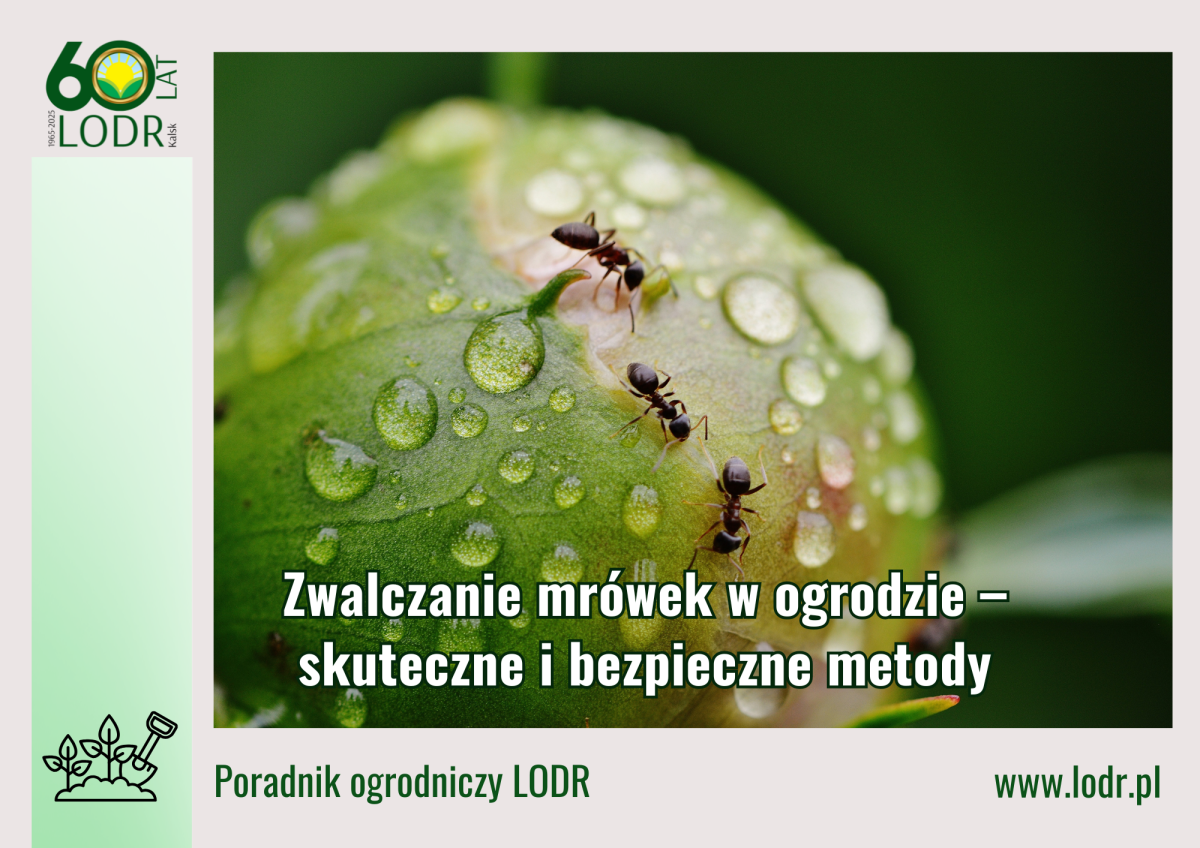 Zwalczanie mrówek w ogrodzie – skuteczne i bezpieczne metody