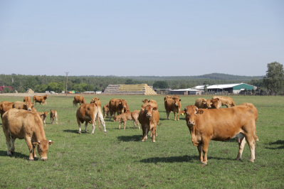 Innowacje w chowie i hodowli bydła mięsnego na trenie województwa lubuskiego