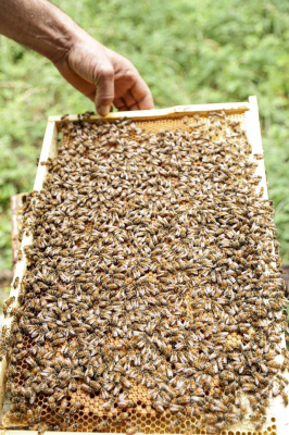Innowacyjne rozwiązania wspierające rozwój gospodarki pasiecznej na przykładzie woj. lubuskiego – choroby pszczół