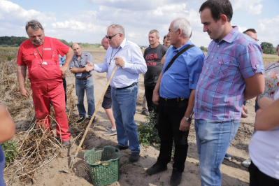 Nowoczesna i bezpieczna produkcja ziemniaka w województwie lubuskim